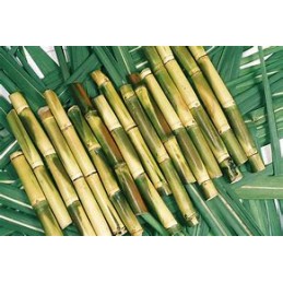 Sugarcane - Per kilo