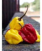 Fresh Hot Pepper 200g