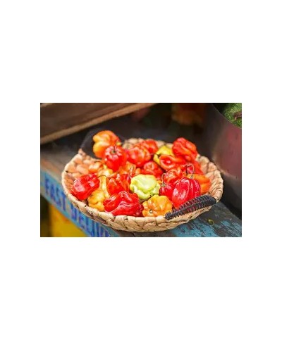 Fresh Hot Pepper 3.6kg Full Box