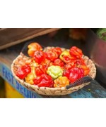 Fresh Hot Pepper 3.6kg Full Box