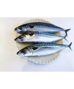 Frozen Mackerel Fish 10kg