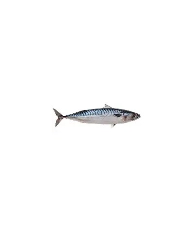 Frozen Mackerel Fish 10kg