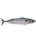 Frozen Mackerel Fish 10kg