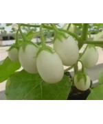 Fresh Garden Eggs 100g