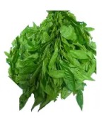 Fresh Ewedu Leaf