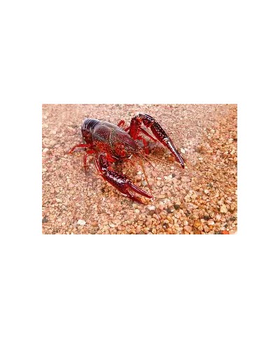 Ground Crayfish Powder 40g
