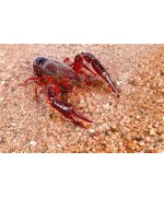 Ground Crayfish Powder 40g