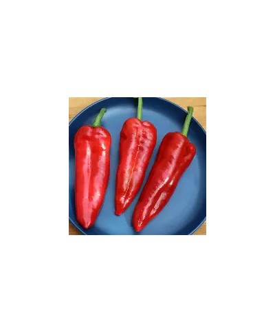 Fresh Long Red Pepper 3pcs