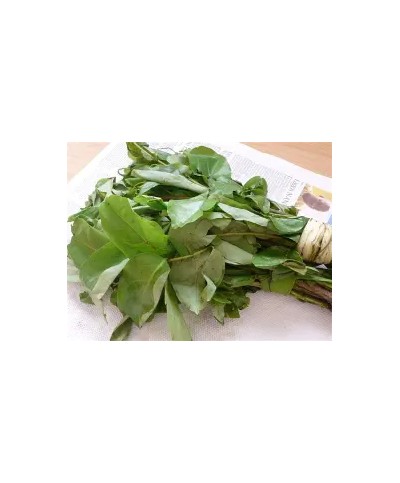 Fresh Oha Leaf Bunch