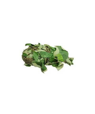 Fresh Uziza Leaves Bunch