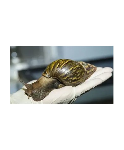 Frozen Cleaned Snail 300g