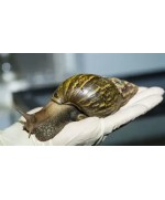 Frozen Cleaned Snail 300g